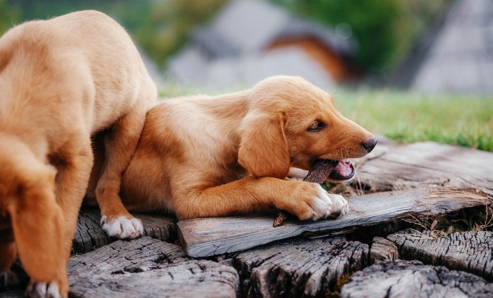 Photograph by Kamila Gurfinkel