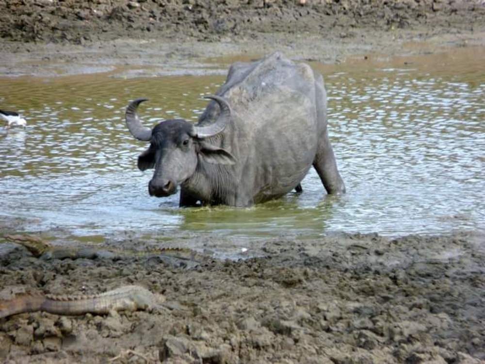 Photograph by Thilantha Abeysinghe