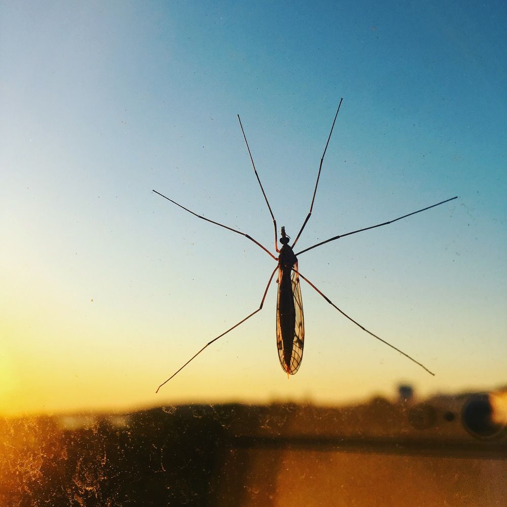 Ночной гость.