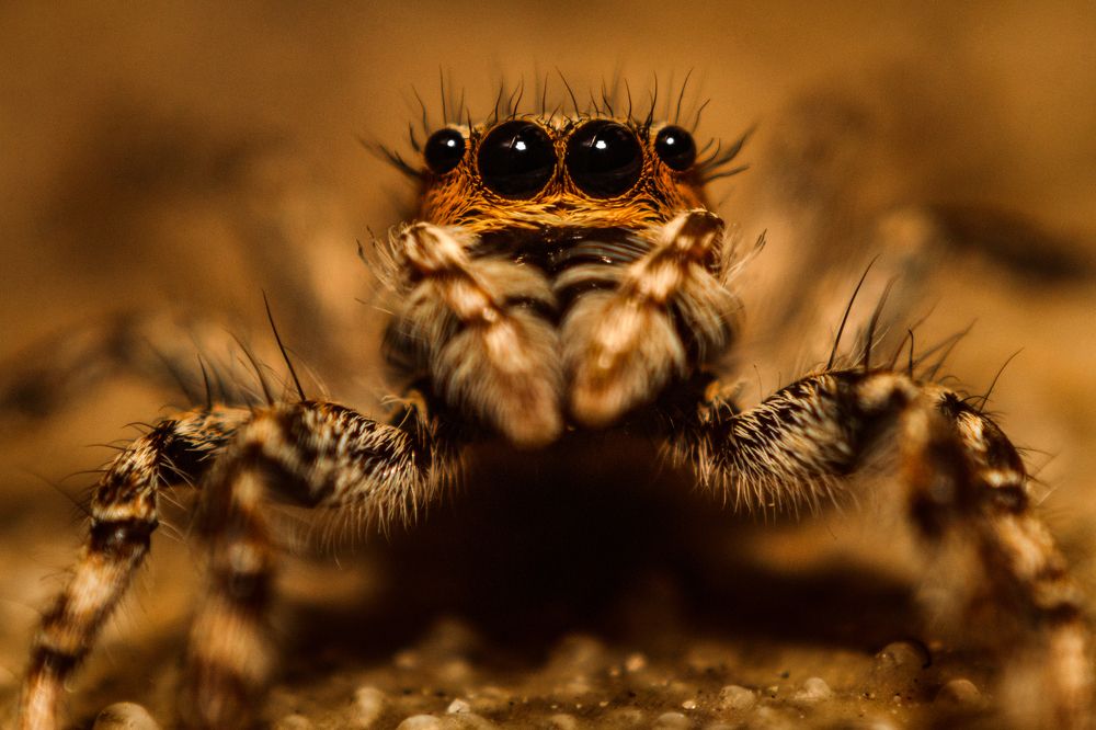 Фотография автора Gabriel de Araujo Almeida