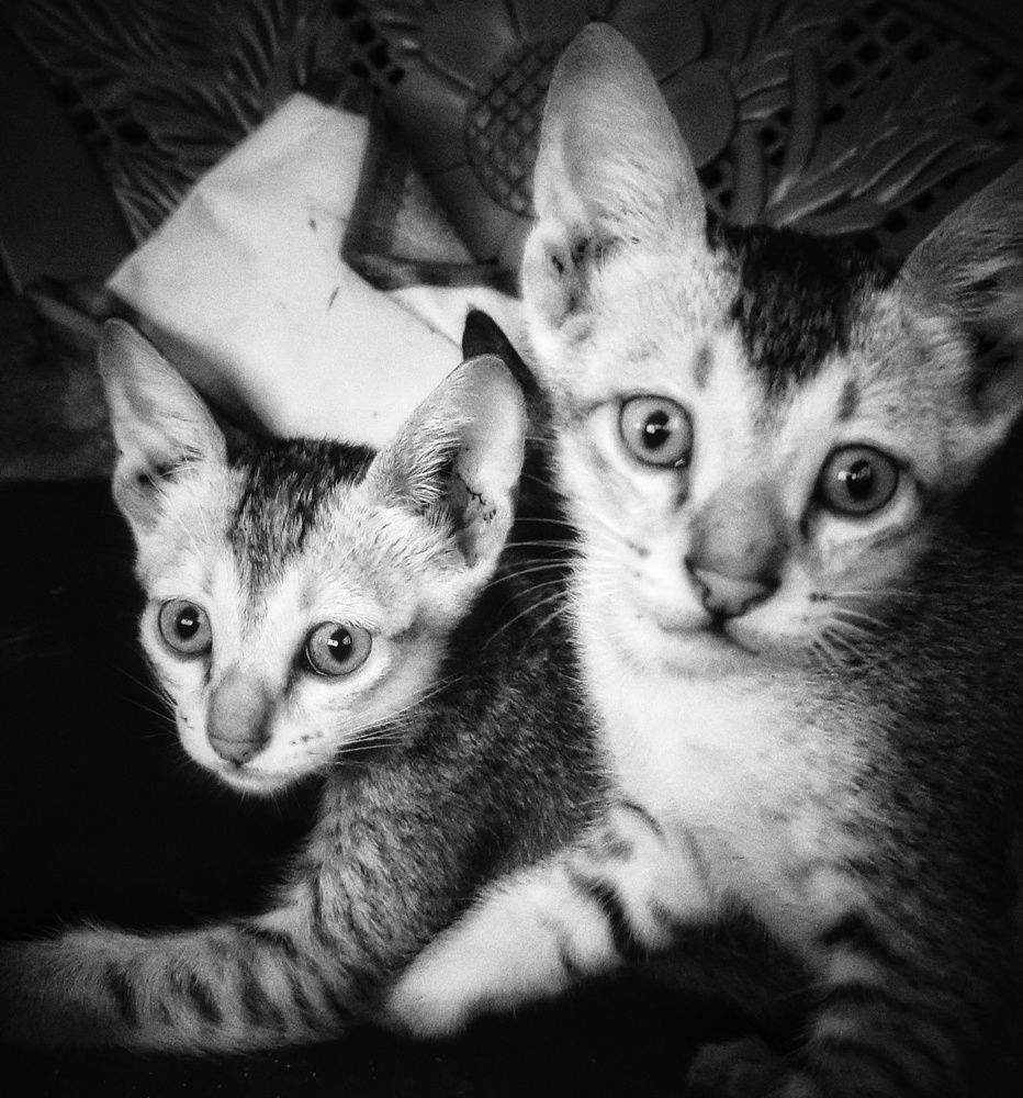Photograph by Ganesh Cheemakurthi