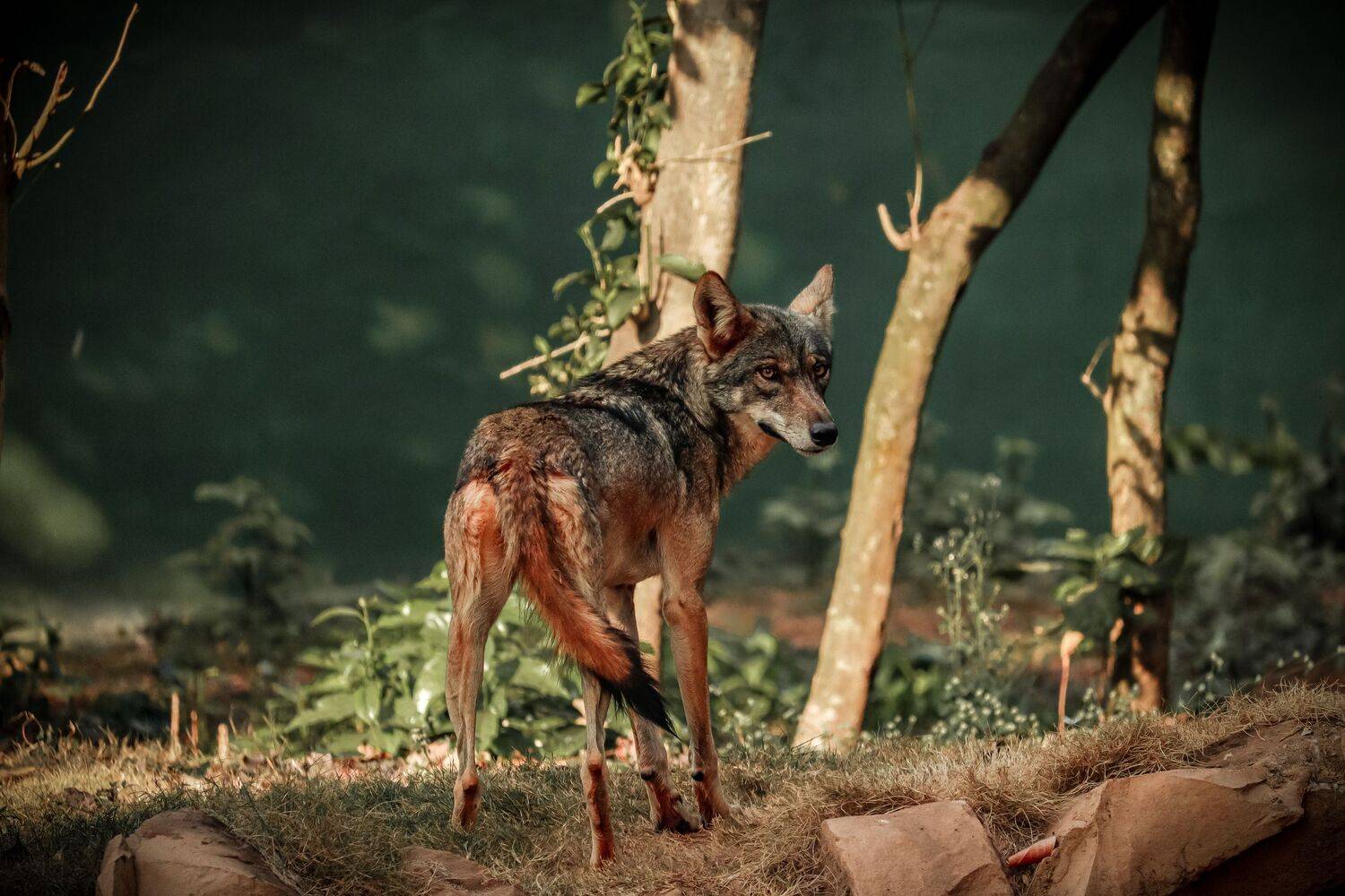Wolf