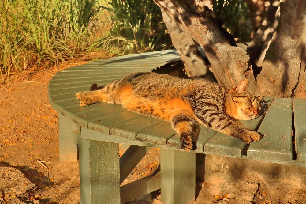 Сергей Сергеич, хозяин Воронцовского дворца.