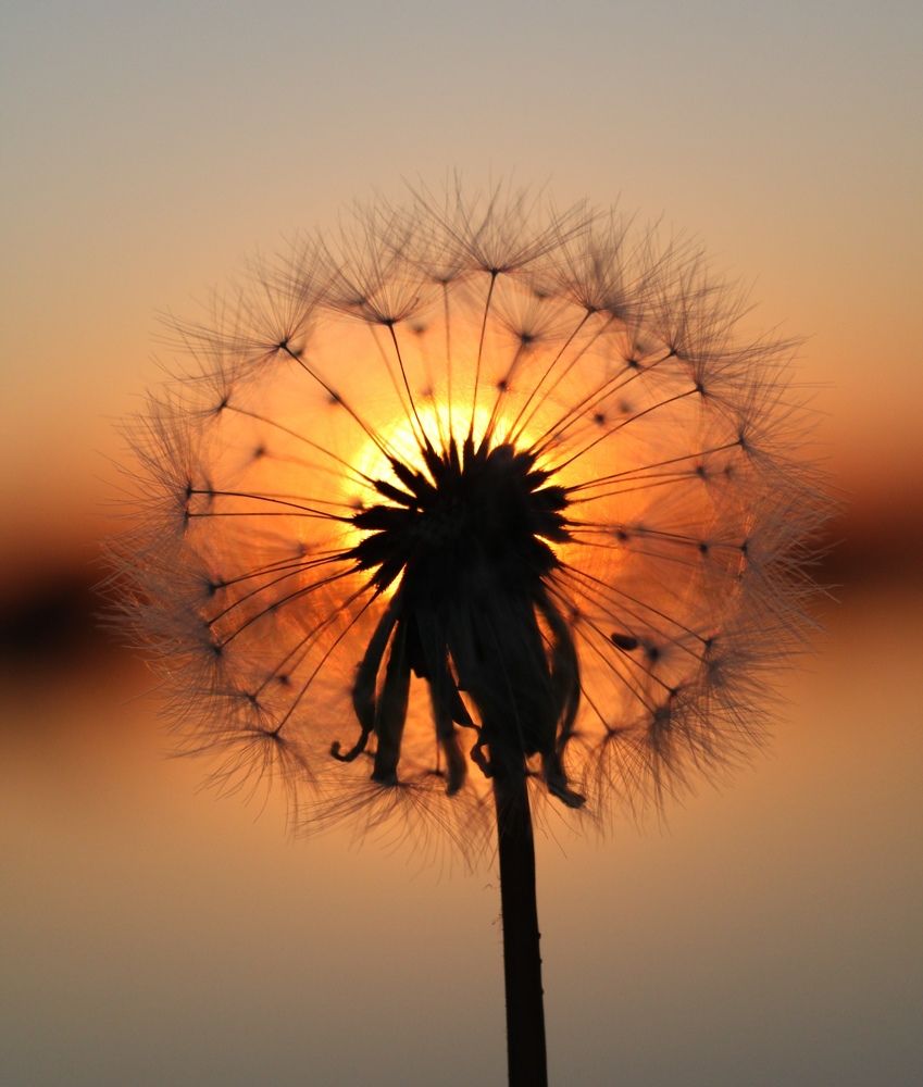 Закат будущего