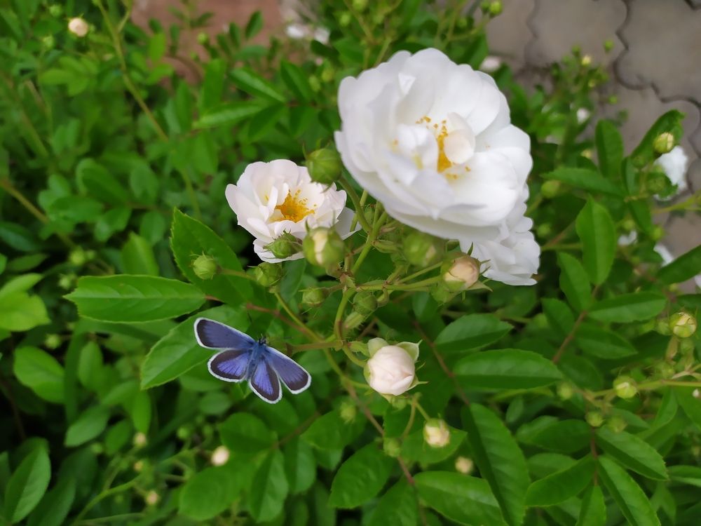 Photograph by Юлия