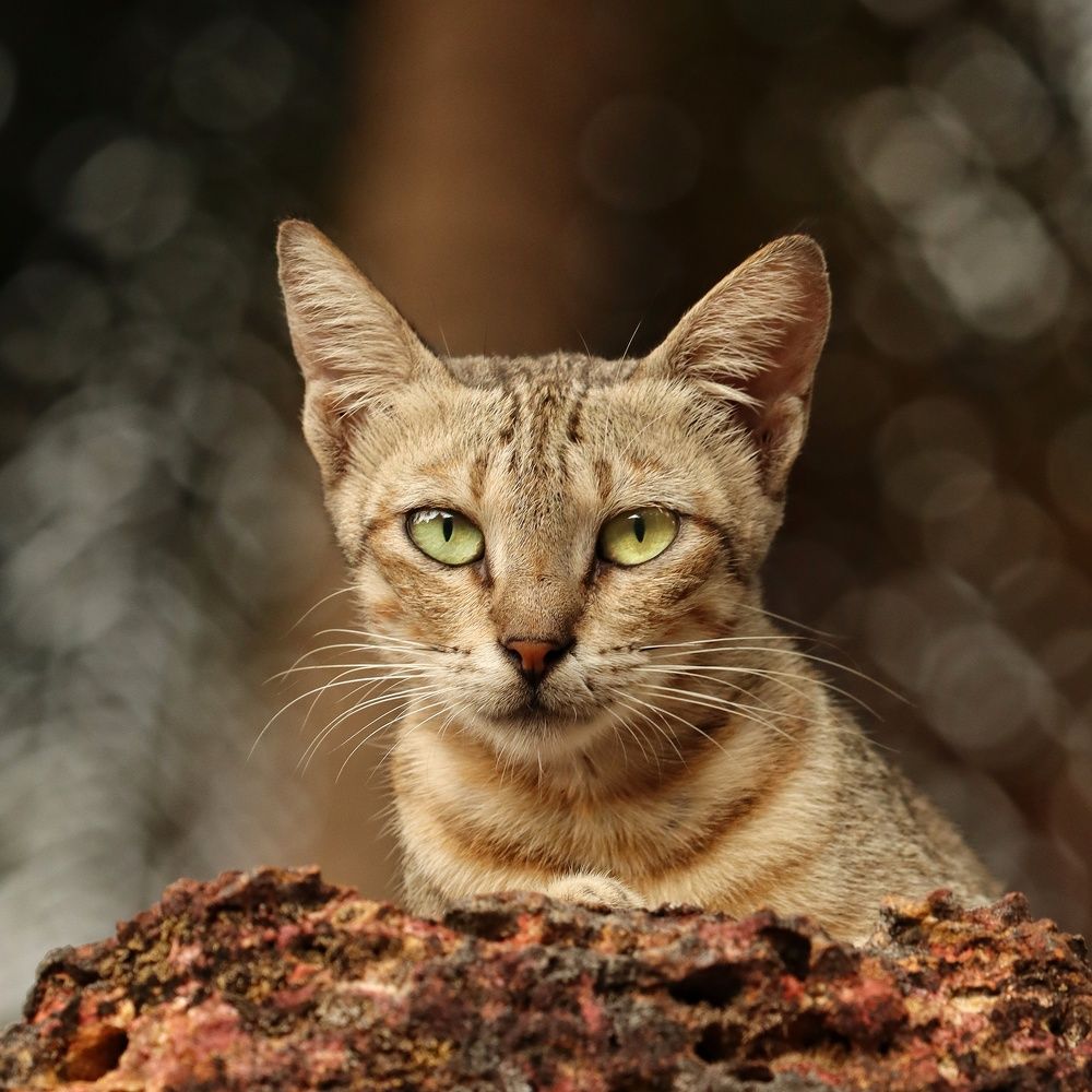 Photograph by Shabeeb