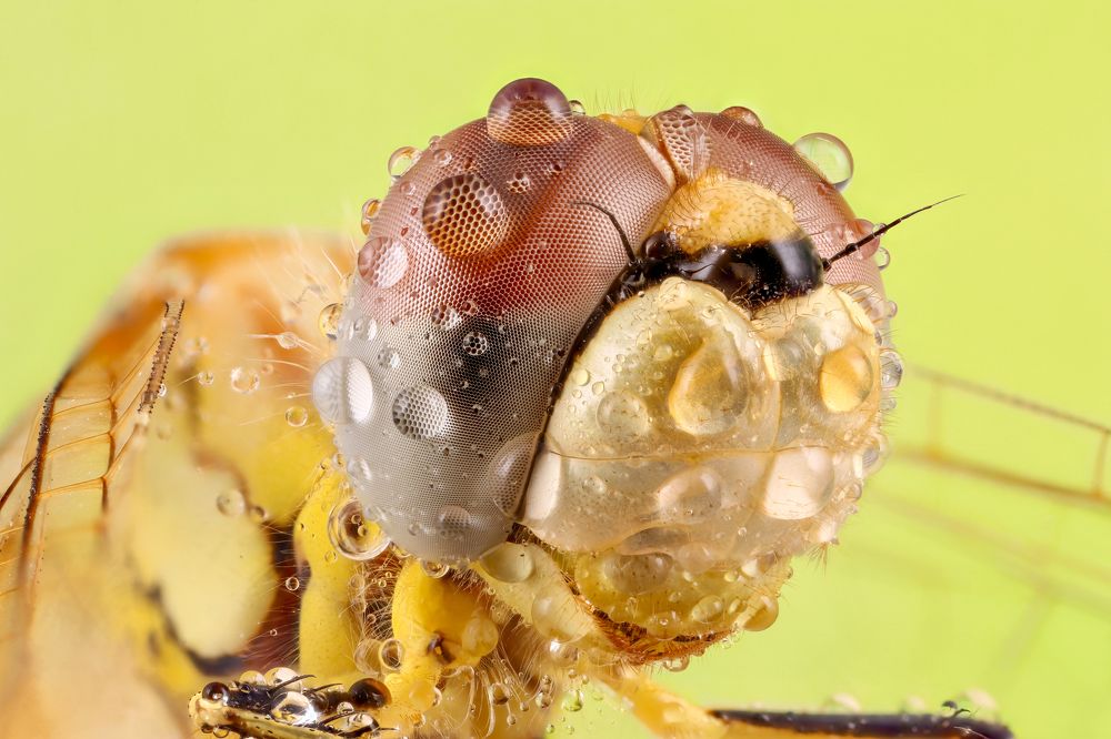 Photograph by Shams Vida