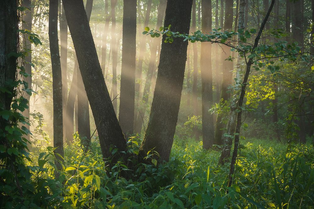 В утреннем свете