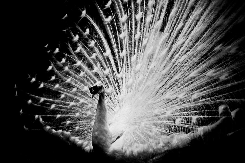 Photograph by Армен Арутюнов