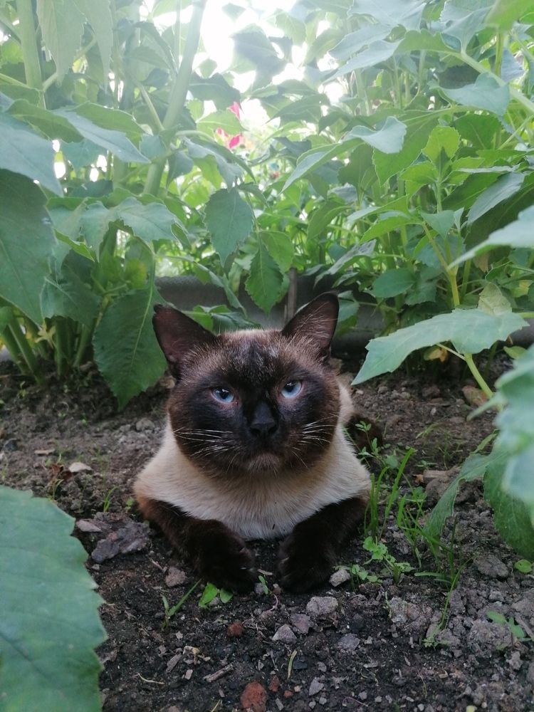 Отдыхает в тени