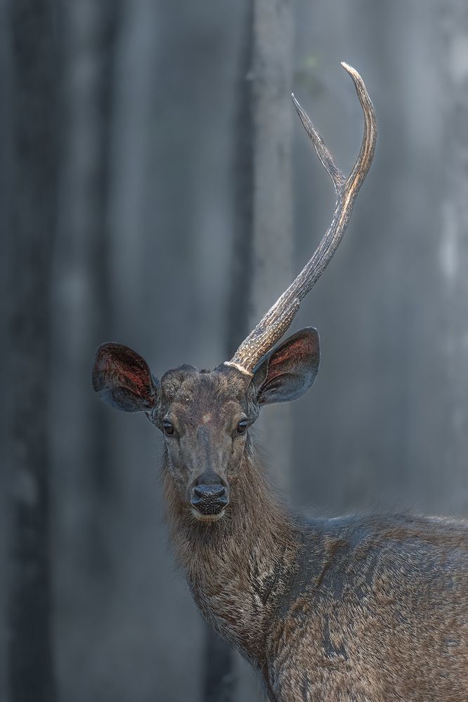 Single horn deer