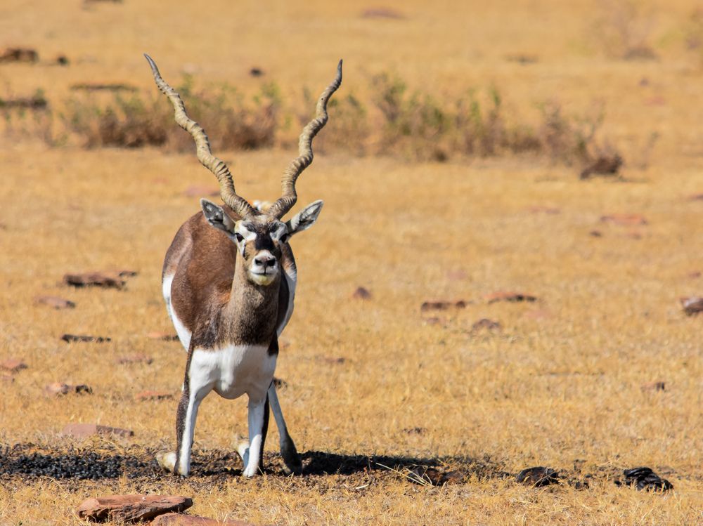 Фотография автора Harshit Sharma