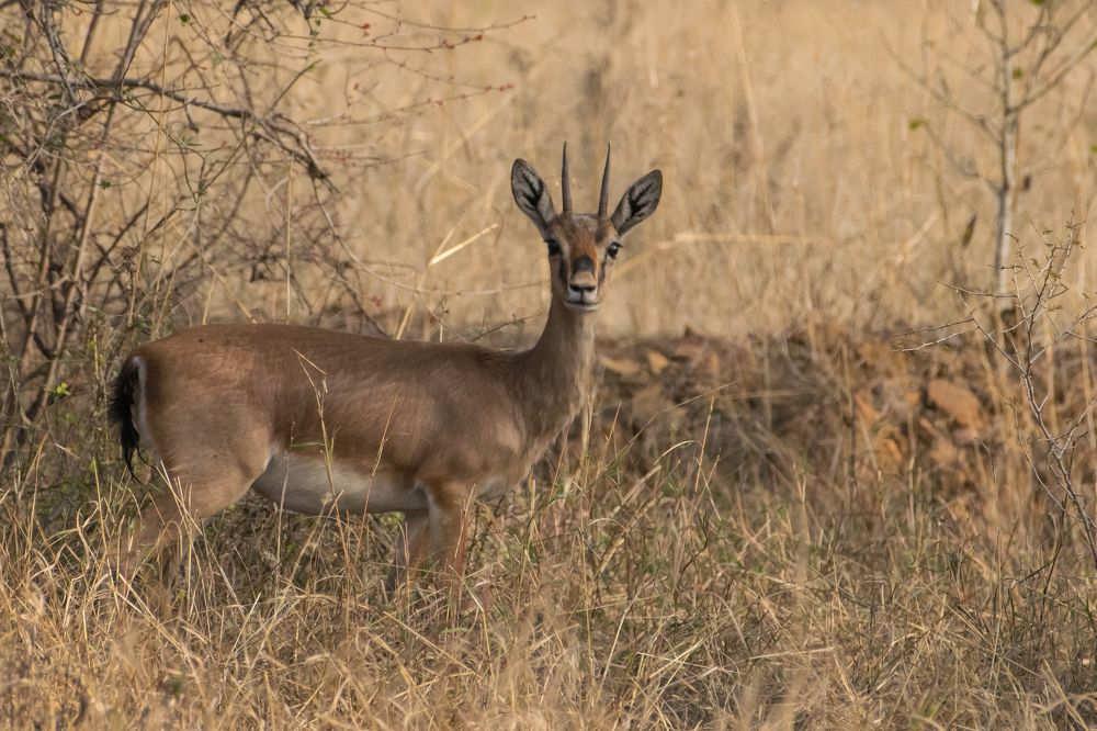 Фотография автора Harshit Sharma