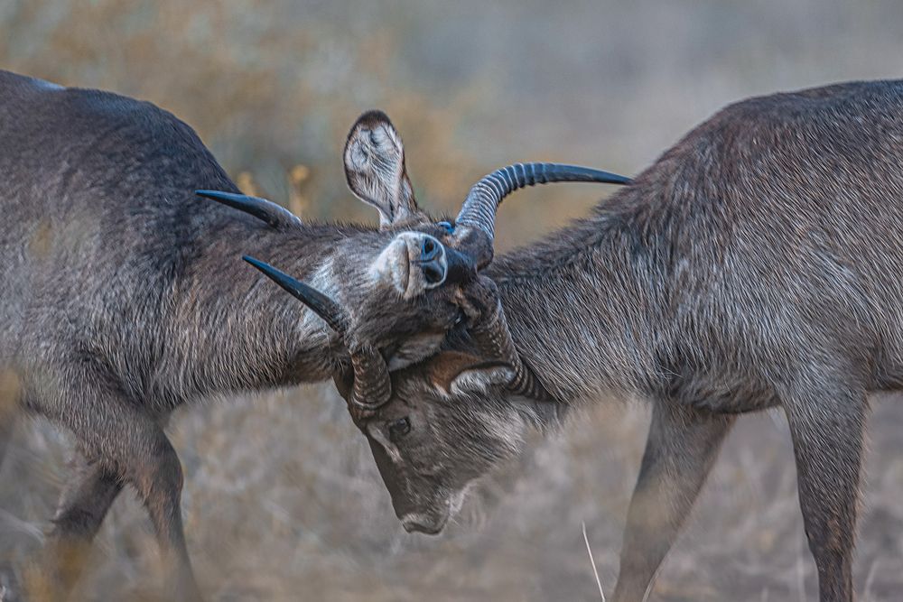 Фотография автора Sudipta Chakraborty