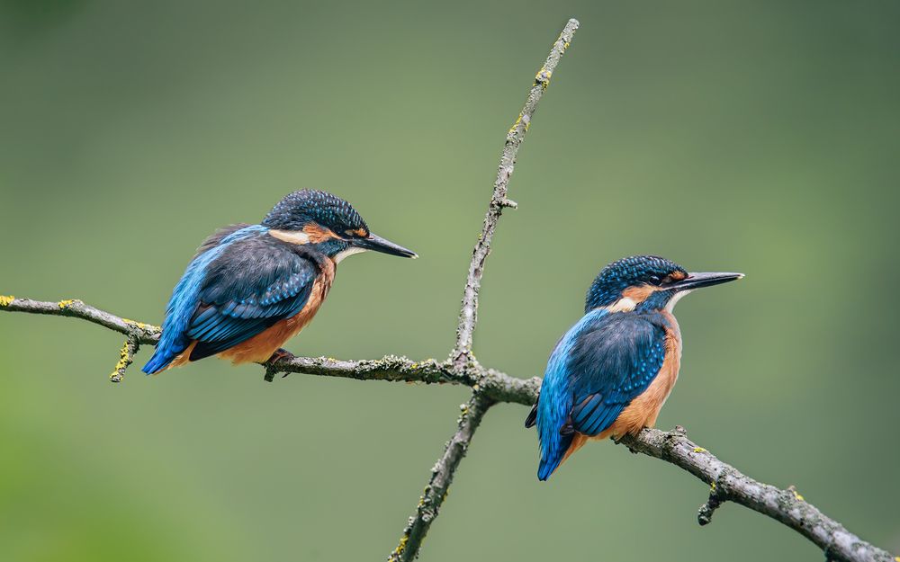 Молодые зимородки...