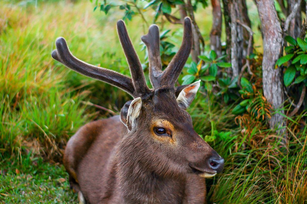 Фотография автора Ravindu Heshan Weerasinghe Pathirana
