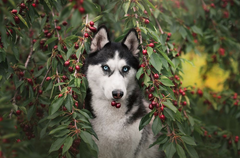 Photograph by Юлия Гасс