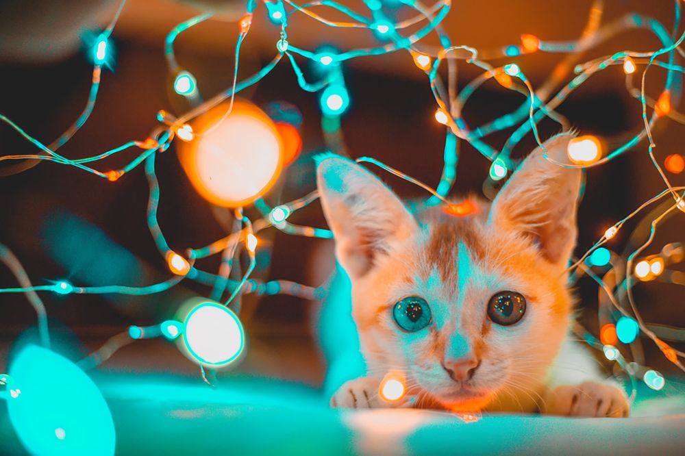 Фотография автора Ravindu Heshan Weerasinghe Pathirana