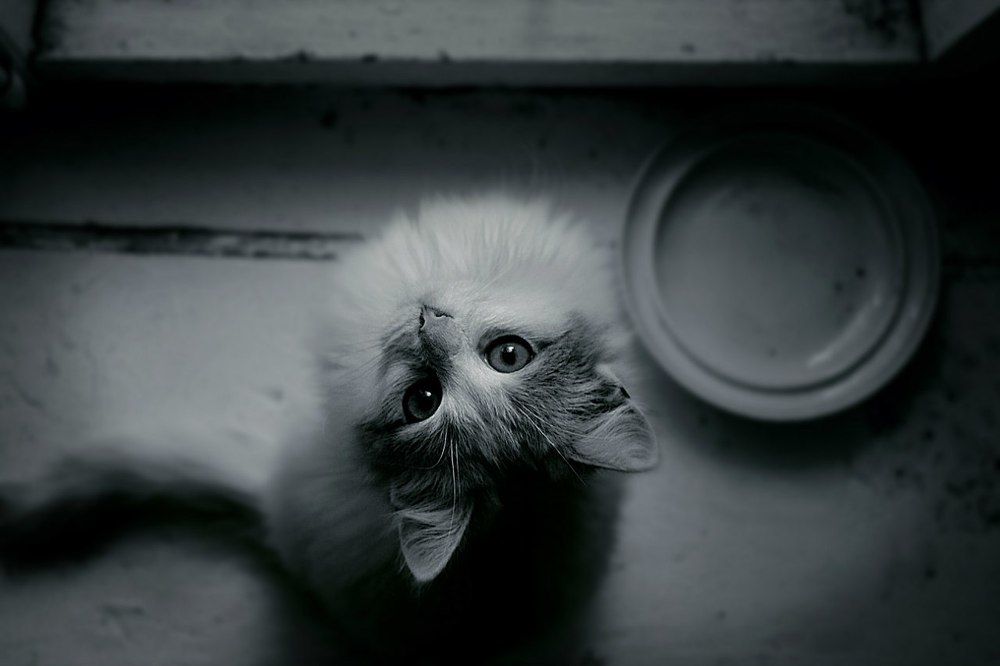 Фотография автора Igor Shashko