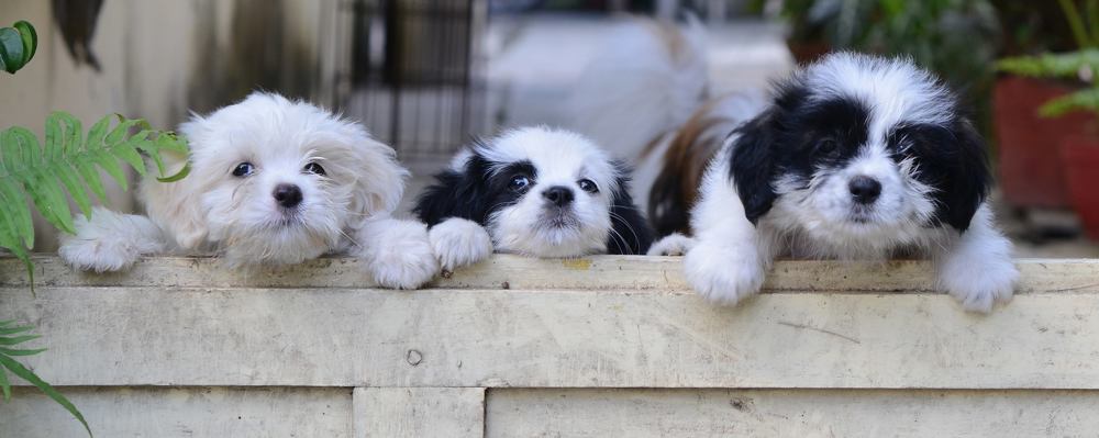 Фотография автора Sanjay Shukla