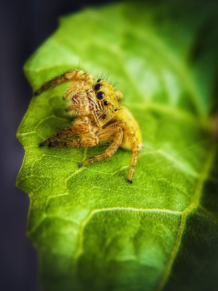 Jumping Spider