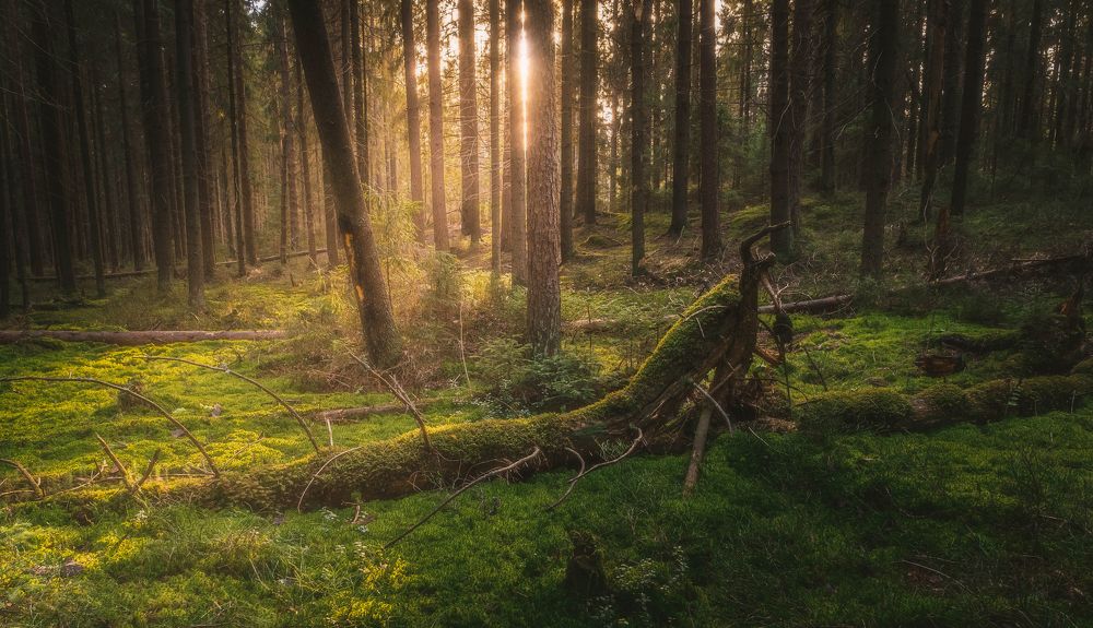 Fairy tales of the Russian forest