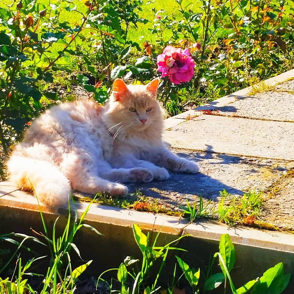 Персиковое чудо