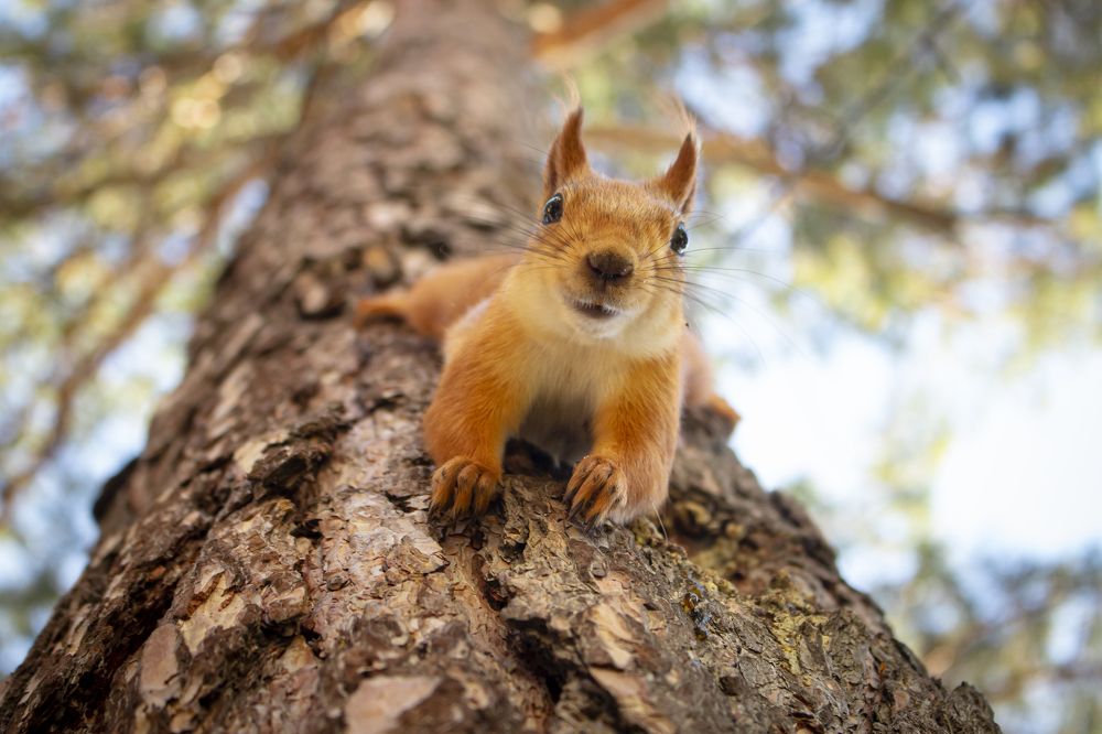 Белка моделька