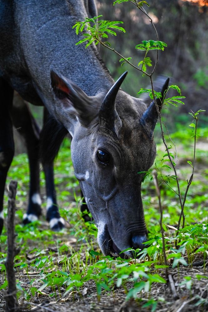 Photograph by Swapan Banik