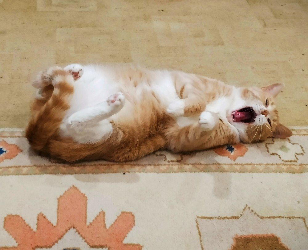 Я не пою, я практически сплю