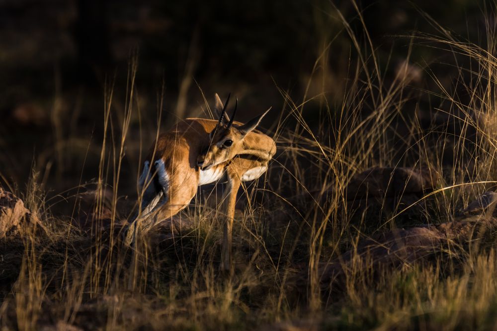 Photograph by Swapan Banik