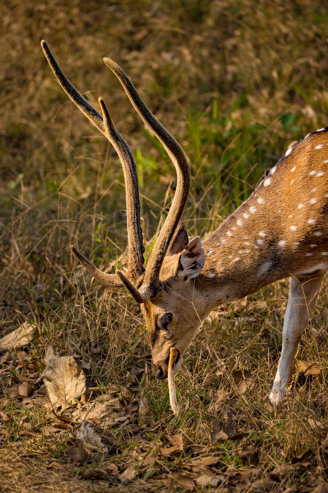 Photograph by Divya Dwaraknath