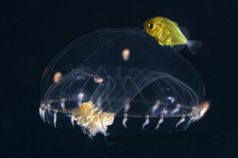 Photograph by Tom Shlesinger