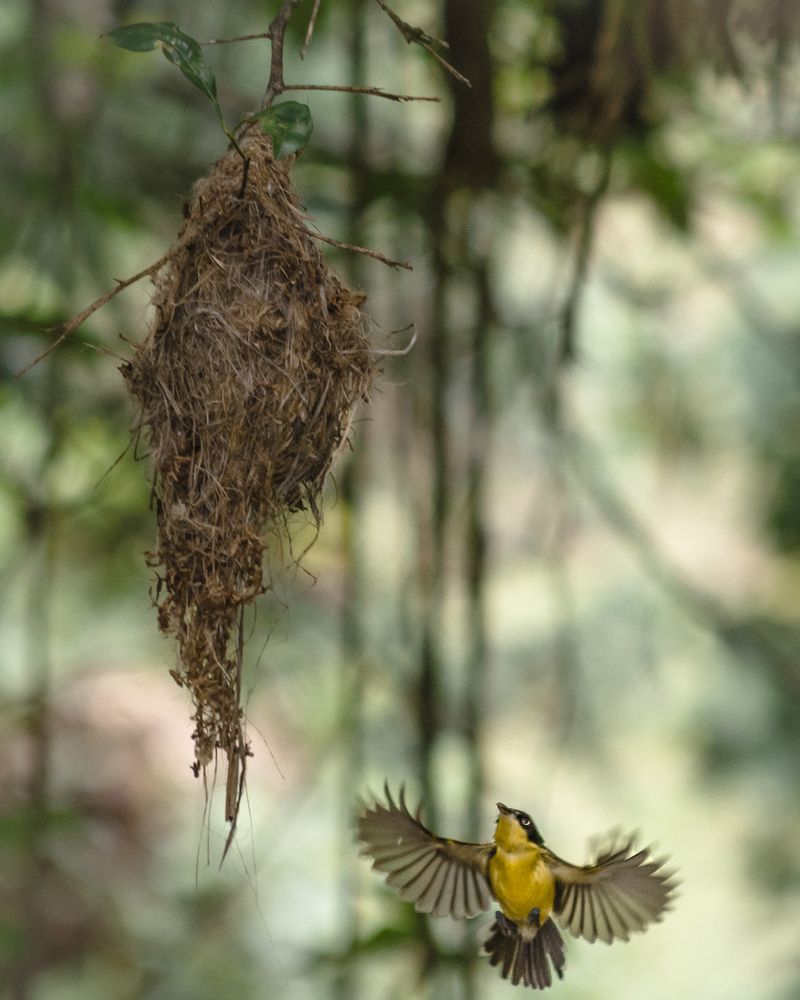 Tody Flycatchers on its way to its nest