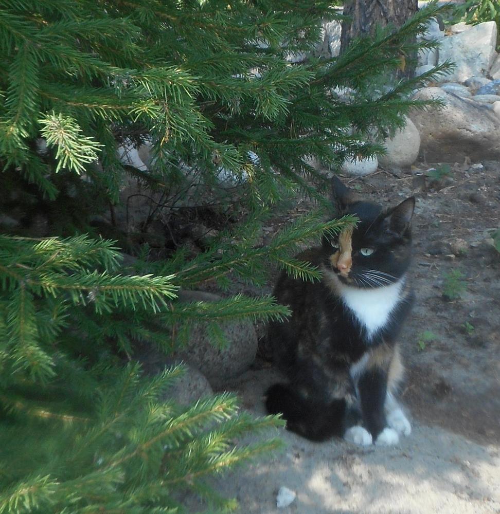 Photograph by Светлана Хоботова