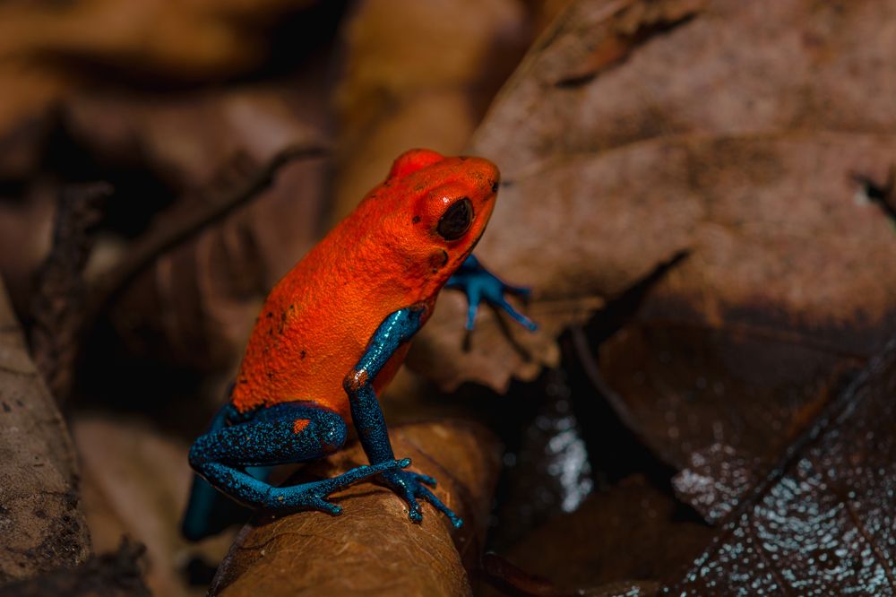 Blue Jeans or Poisonous Dart Frog