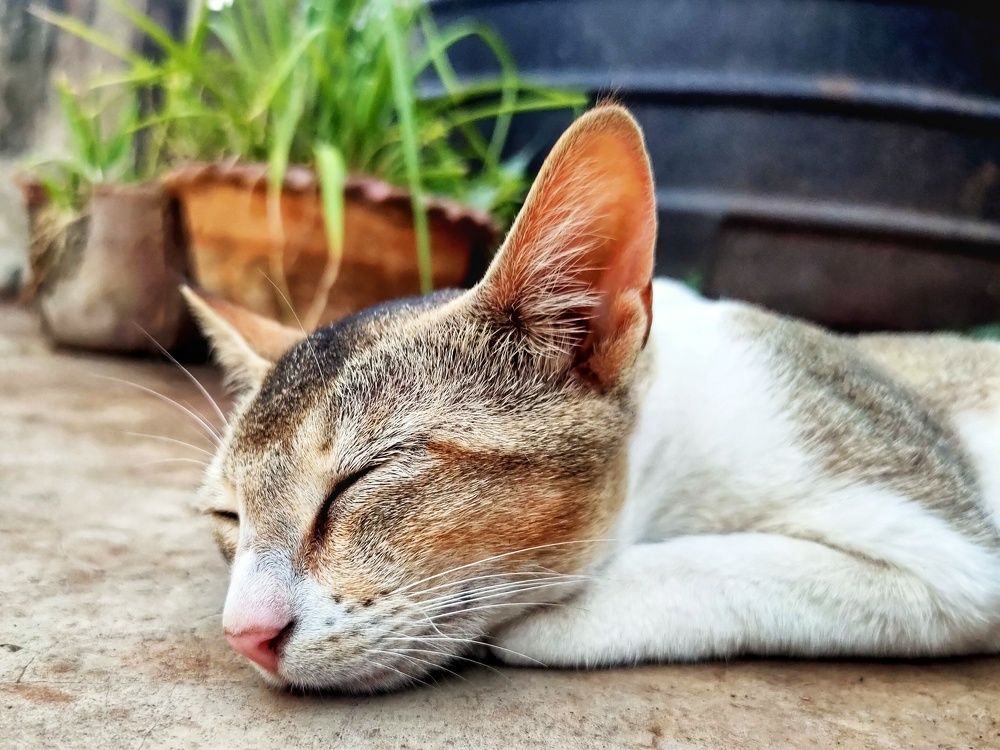 Photograph by Rounak hazra