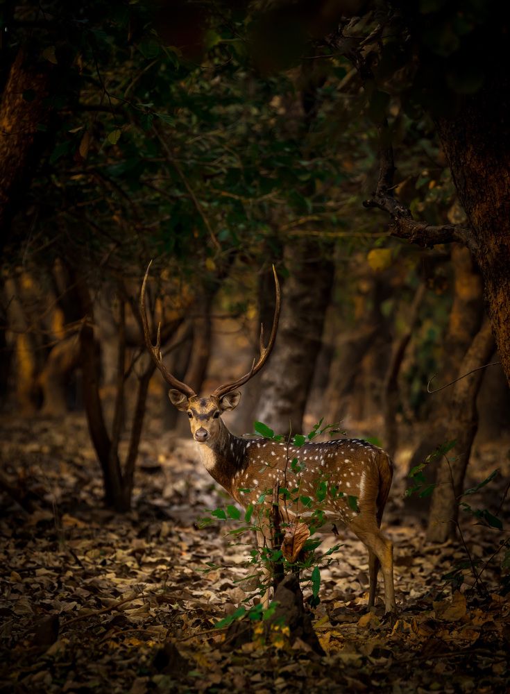 Photograph by USAIDUDDIN QUAZI