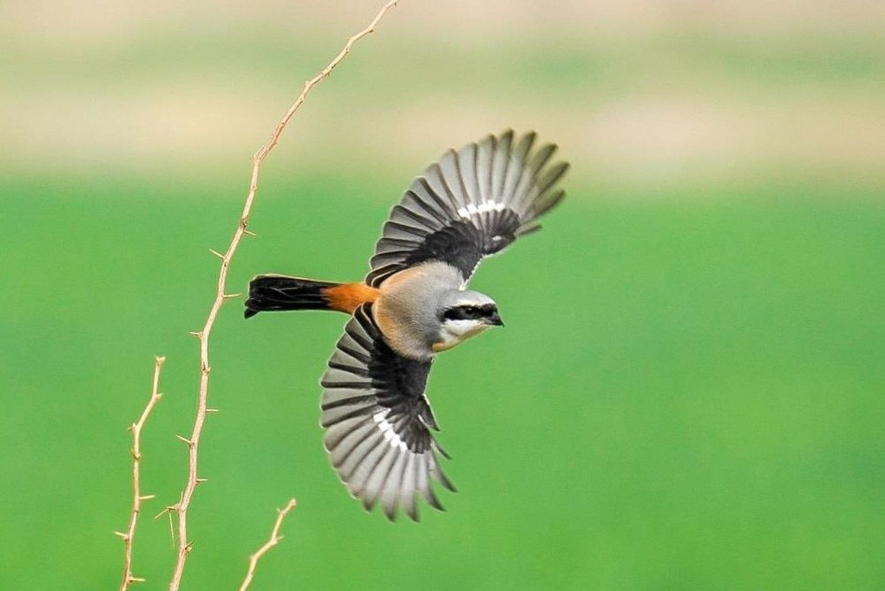 A long tailed shrike in flight