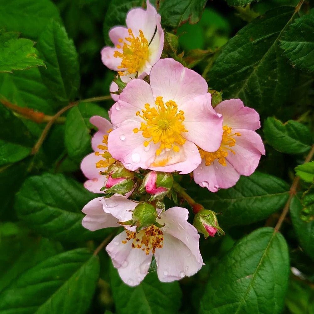 Майское великолепие