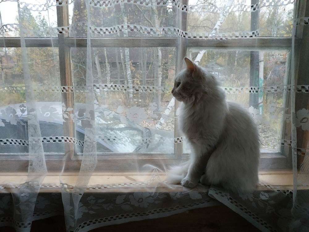 Ангорская кошка на веранде