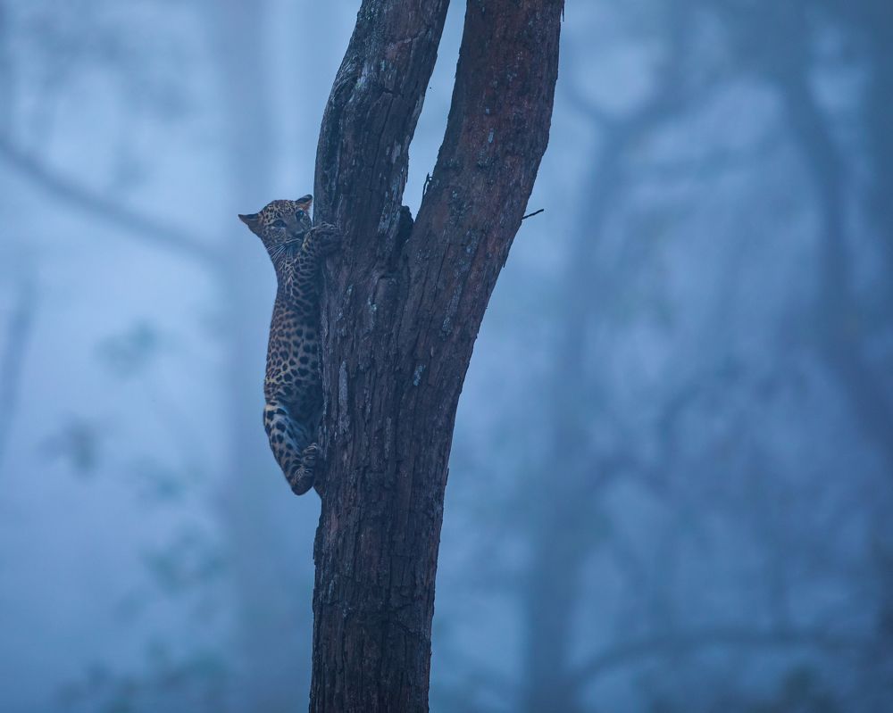 Photograph by Subramanyam Pratapa