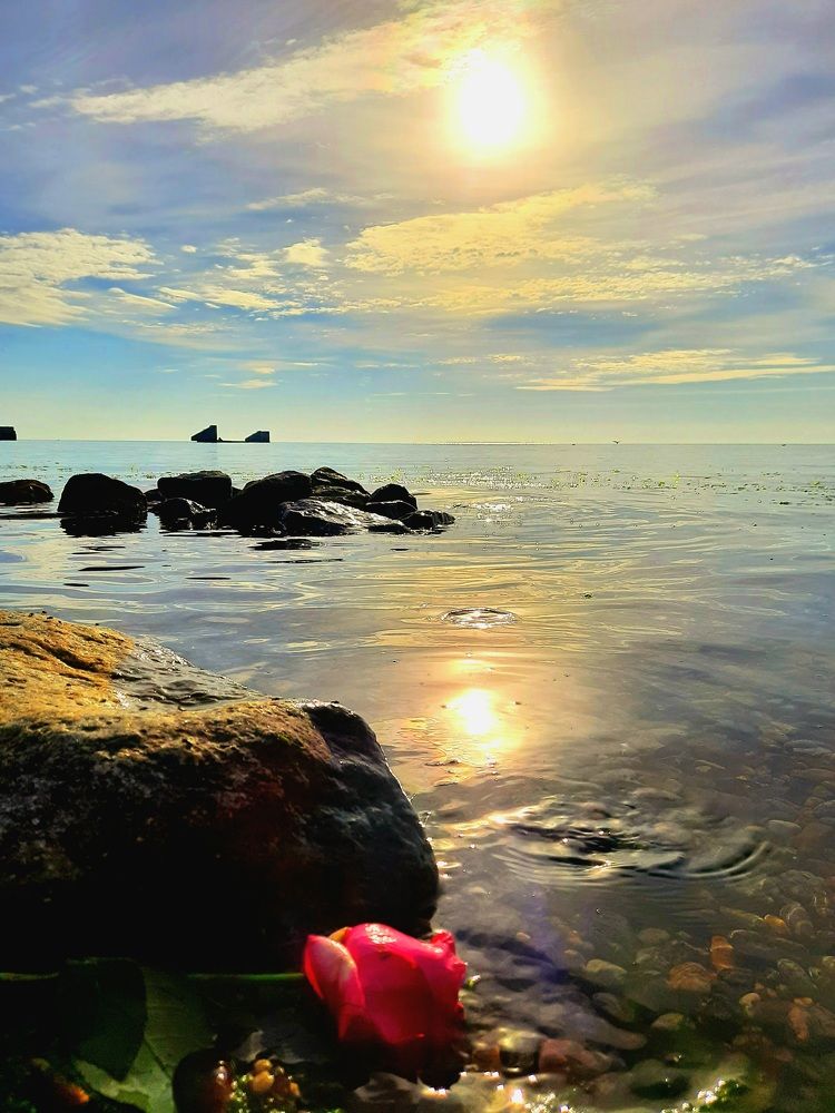 Новая жизнь розы в фотографии