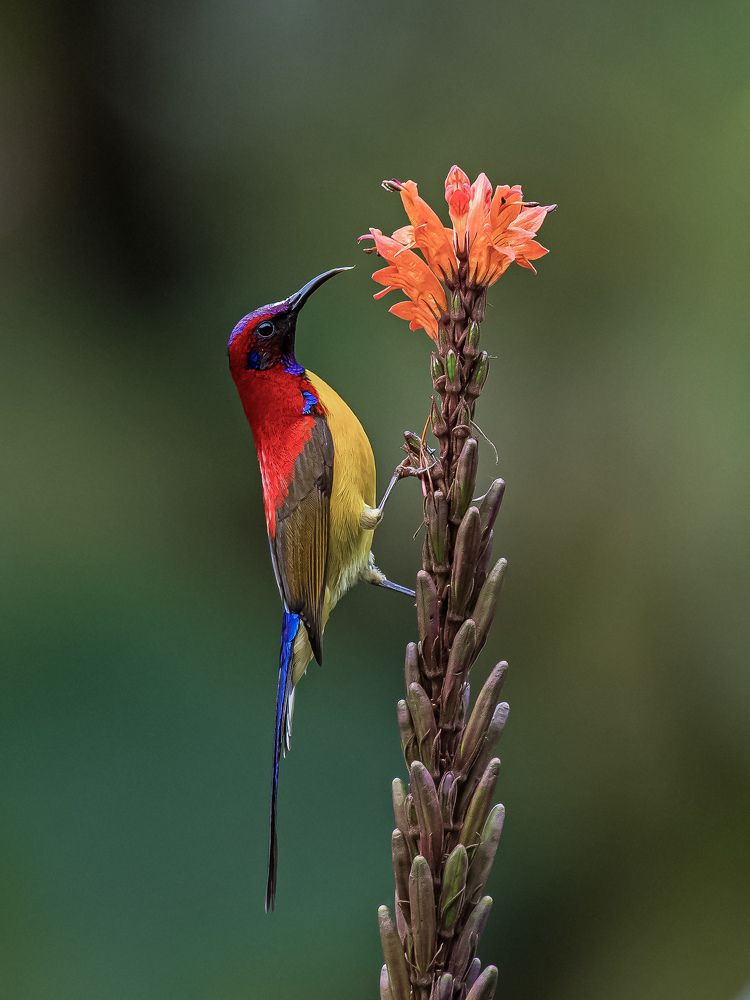 Photograph by Ritam Biswas