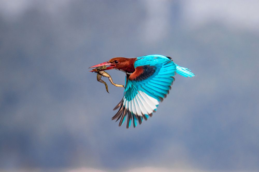 Photograph by Ritam Biswas