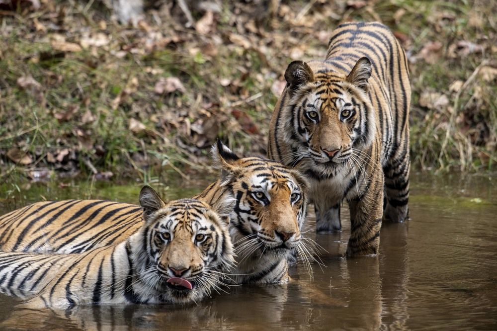 Фотография автора Sanjay Shukla