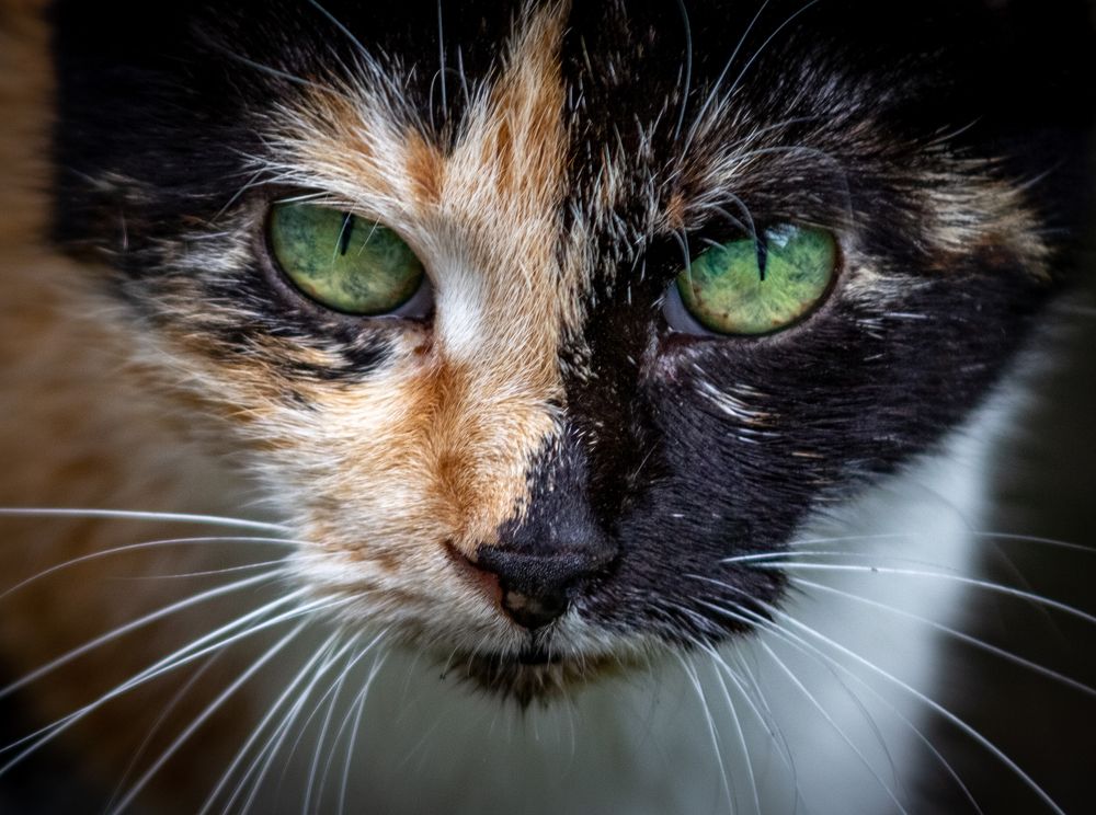 Photograph by Ирина Крепак