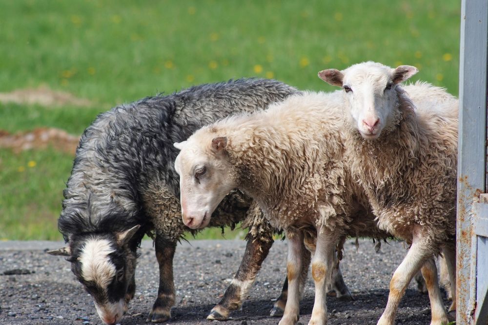 Робкие и красивые