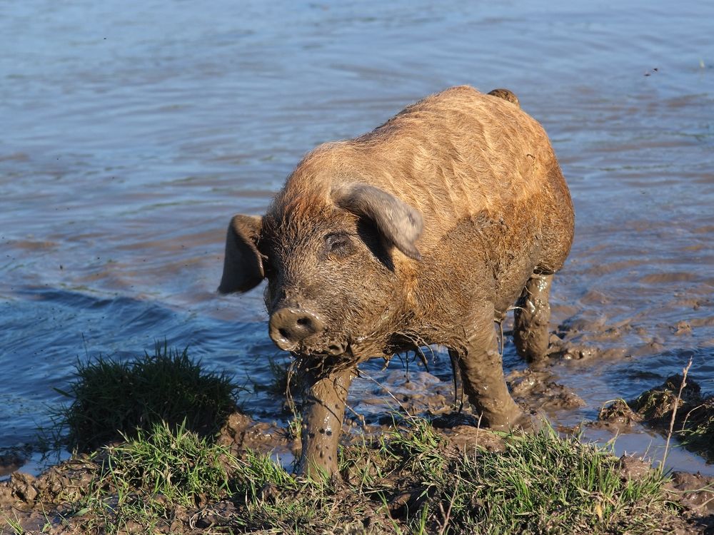 Photograph by Коваль Виктор