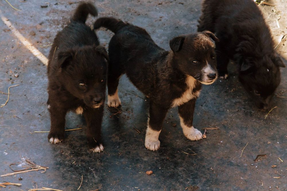 Photograph by Игорь Голубев